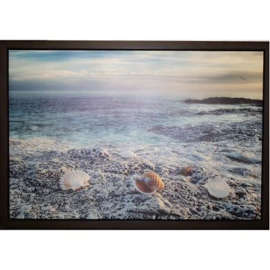 Shells on the beach