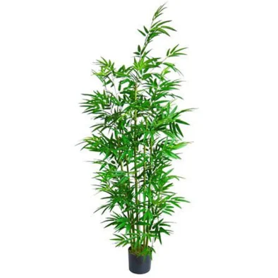 5FT JAPANESE BAMBOO 840LVS