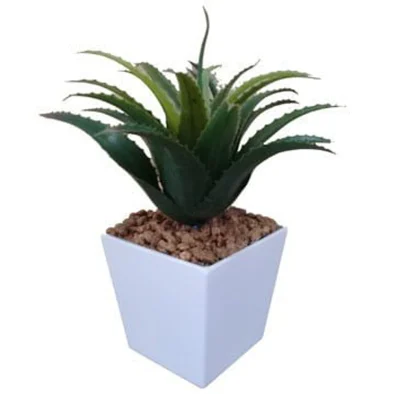 AGAVE IN FLAIR POT