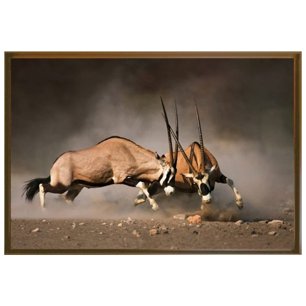 framed print of gemsbok