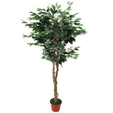 5FT FICUS TREE 'GREEN'