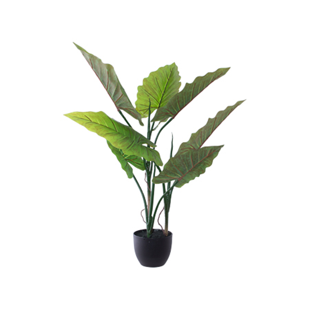 POTTED-ELEPHANT-EAR-80CM