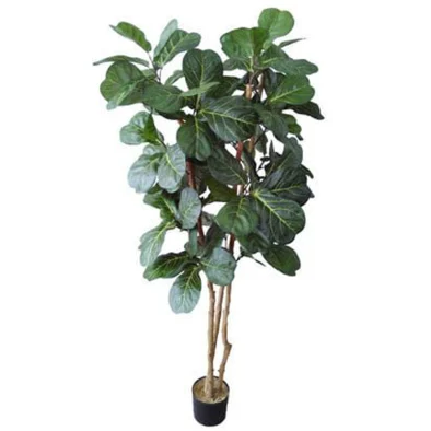 5FT FIDDLE FIG TREE