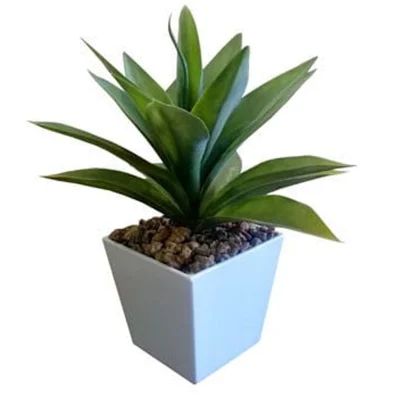 AGAVE IN FLAIR POT