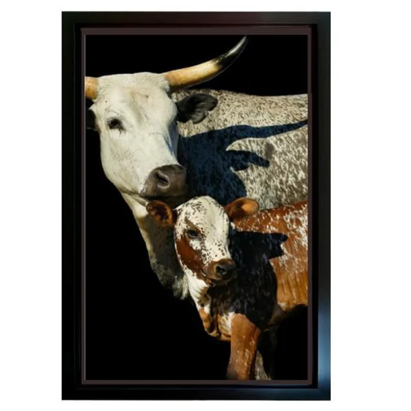 framed print of nguni cattle